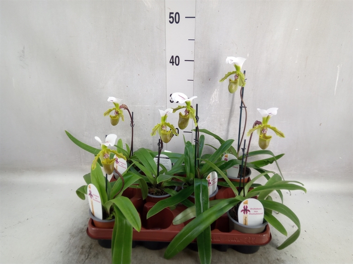 <h4>Paphiopedilum   ...</h4>