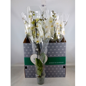Phalaenopsis   ...white