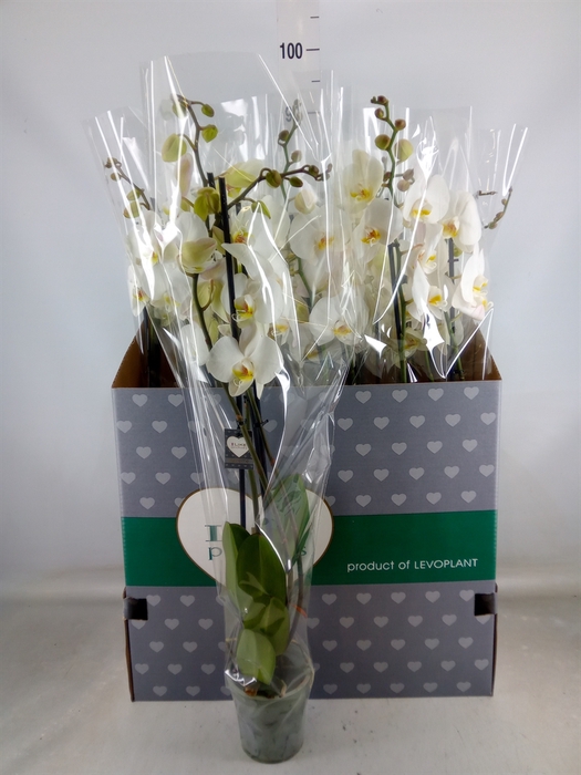 <h4>Phalaenopsis   ...white</h4>