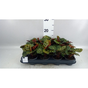 Calathea makoyana
