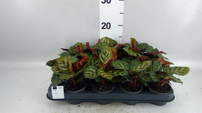 <h4>Calathea makoyana</h4>