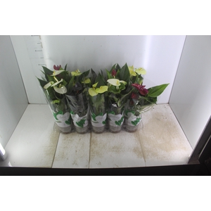 ANTHURIUM VARIADO P12