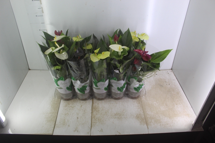 <h4>ANTHURIUM VARIADO P12</h4>