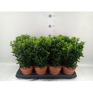 Euonymus japon. 'Green Spire'