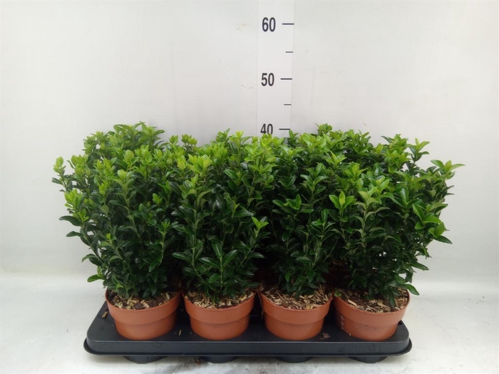 <h4>Euonymus japon. 'Green Spire'</h4>