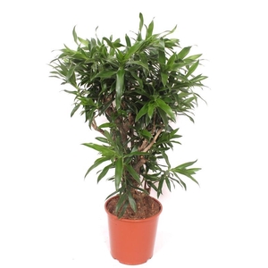 Dracaena reflexa
