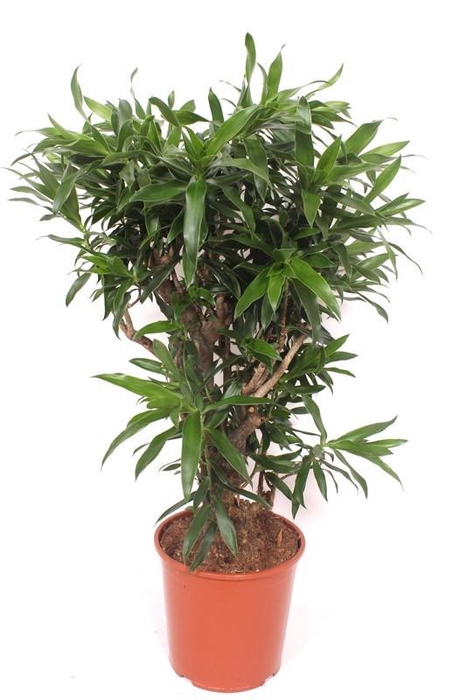 <h4>Dracaena reflexa</h4>