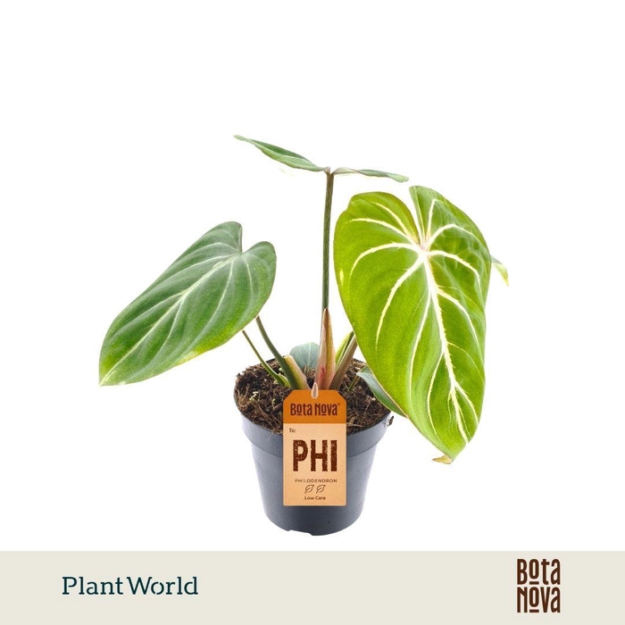 <h4>Philodendron Gloriosum Zebra</h4>