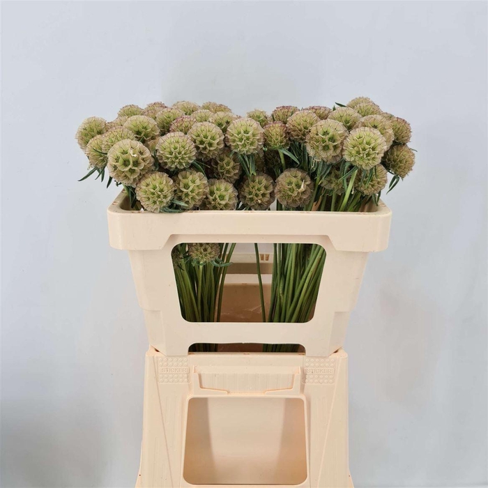 <h4>SCABIOSA STELLATA NATUR</h4>
