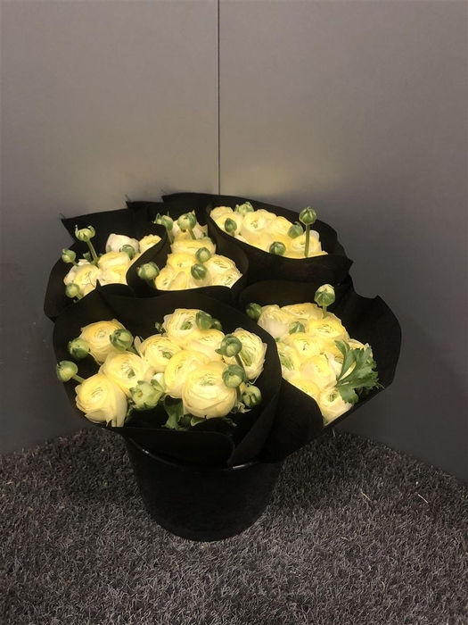 <h4>Ran Suc Creme 511 Sup</h4>