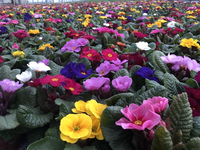 <h4>PRIMULA JULIAE-HYBRID p9</h4>