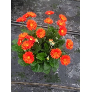 Gerbera Garvinea 32cm 7bl Oranje
