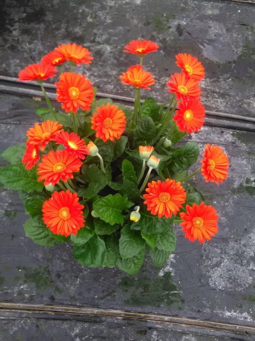 <h4>Gerbera Garvinea 32cm 7bl Oranje</h4>