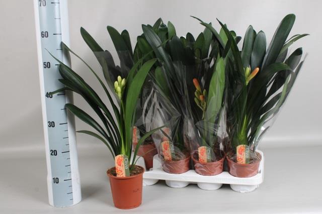 <h4>CLIVIA MI</h4>