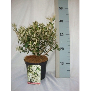 Olearia haastii