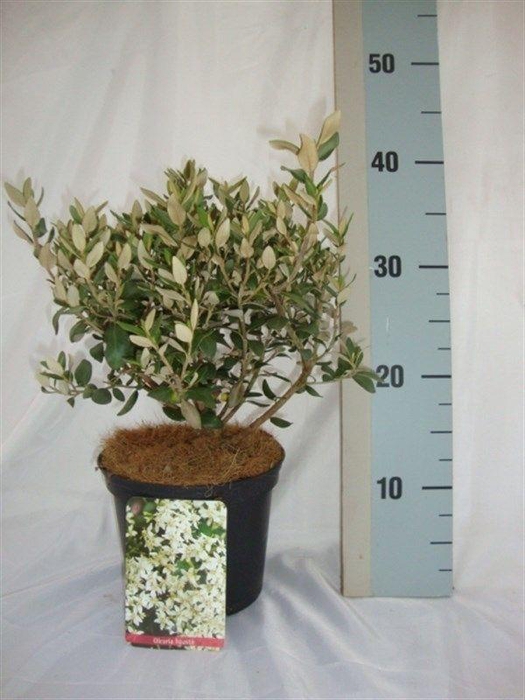 <h4>Olearia haastii</h4>