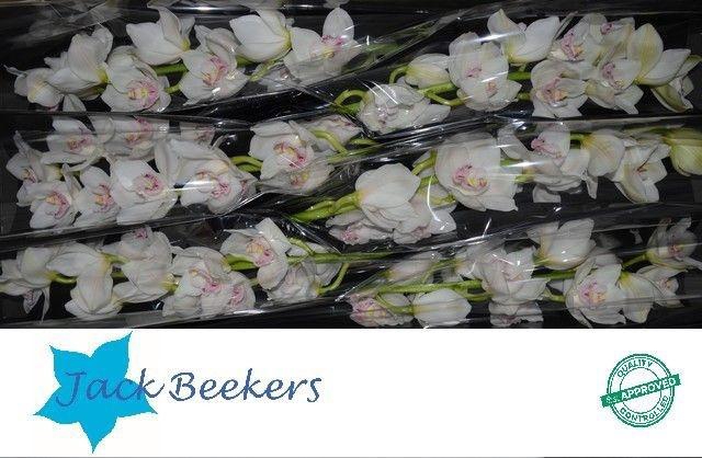 <h4>CYMB T KILIMANJARO</h4>