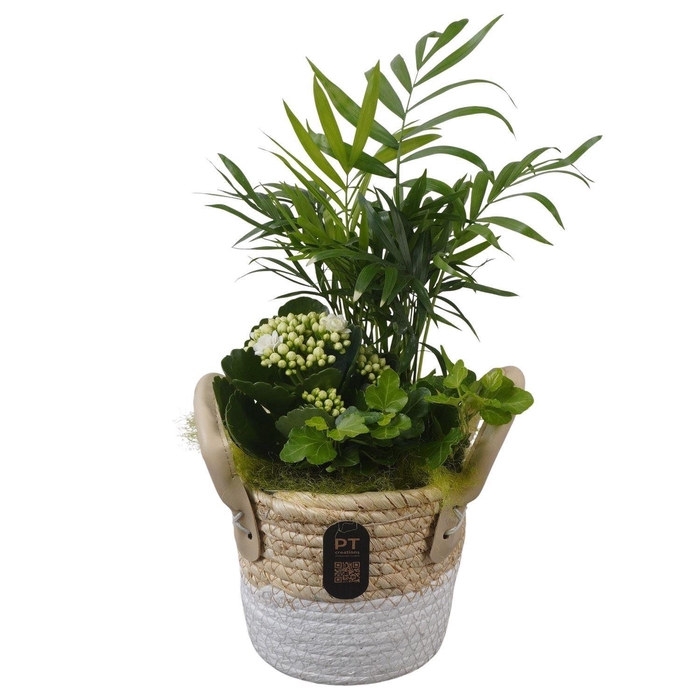 <h4>5228 MAND HOOG CHAM</h4>