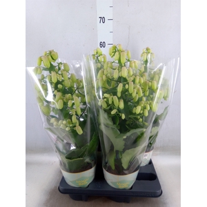 Kalanchoe  'Magic Bell'