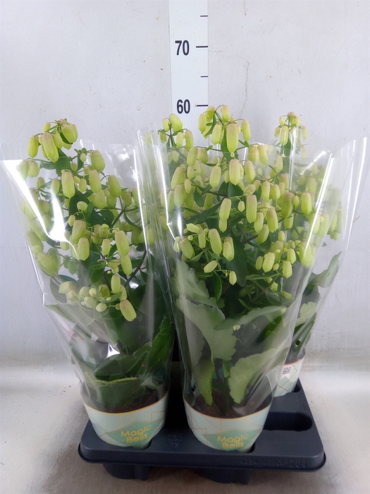 <h4>Kalanchoe  'Magic Bell'</h4>