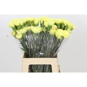 Dianthus St Hermes