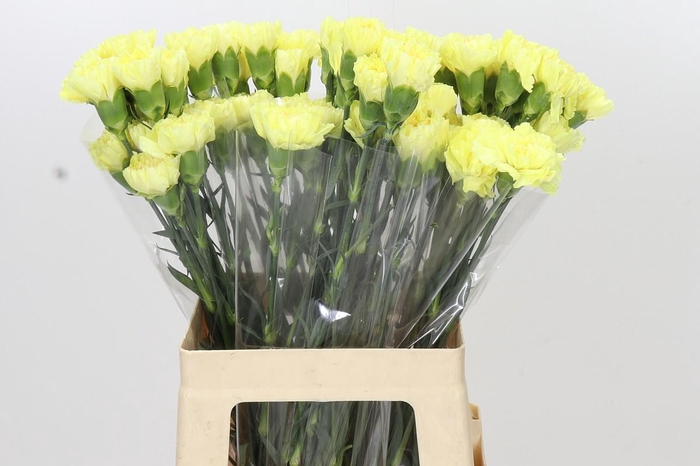 <h4>Dianthus St Hermes</h4>