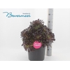 arr8 Aeonium Ab Velours