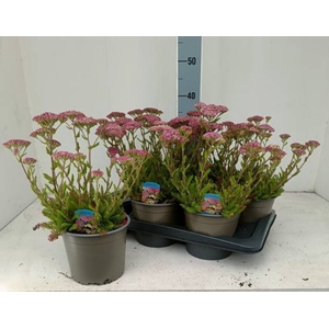 ACHI MILLEFOLIUM