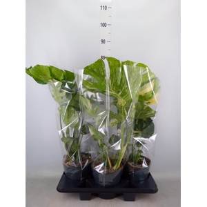 Monstera delic. 'Thai Constellatio'