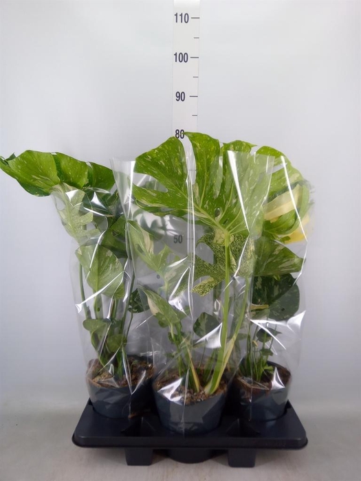 <h4>Monstera delic. 'Thai Constellatio'</h4>