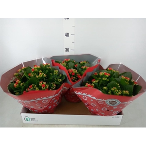 Kalanchoe blos. 'RosDon Justino'