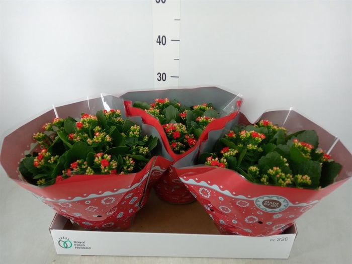 <h4>Kalanchoe blos. 'RosDon Justino'</h4>