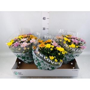 Chrysanthemum 'Elixer'