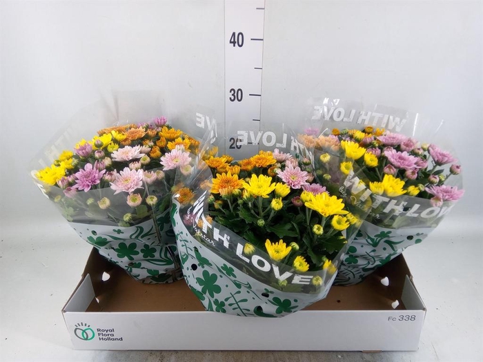 <h4>Chrysanthemum 'Elixer'</h4>