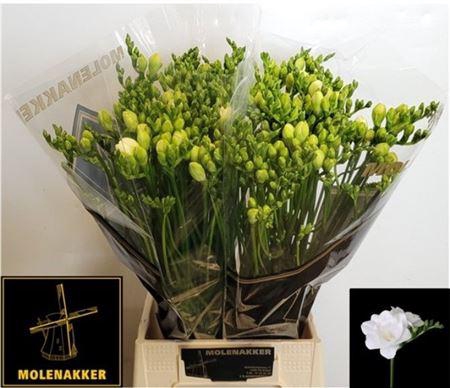 <h4>Fr Du Vivre</h4>