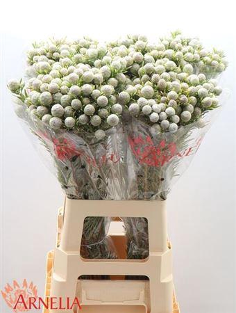 <h4>Leucad L Ay Ja Pe Vt</h4>