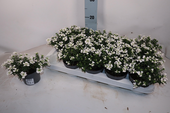 <h4>Iber Sempervirens</h4>