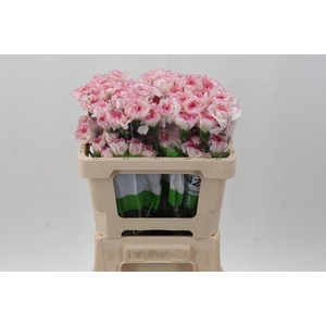 Di St Pastel Damascus 50cm