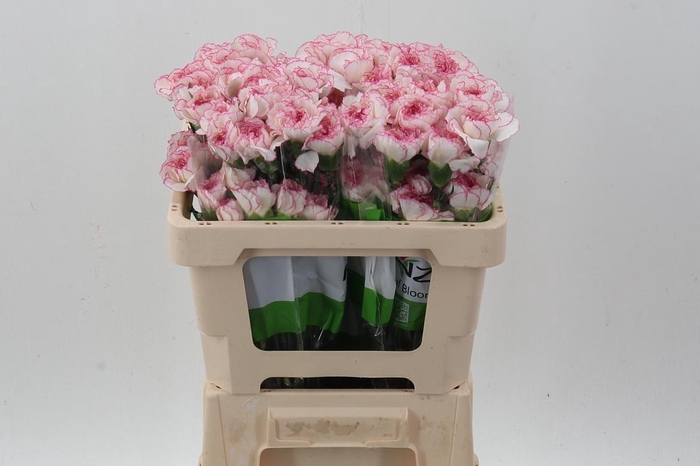 <h4>Di St Pastel Damascus 50cm</h4>