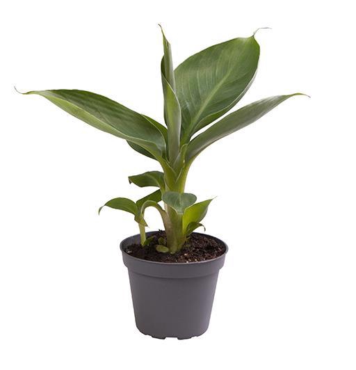 <h4>MUSA ACUMINATA P6 ZONDER ETIKET</h4>