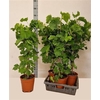 Vitis Vinifera