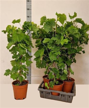 Vitis Vinifera