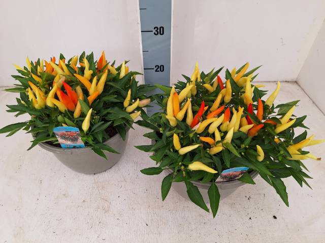 <h4>CAPSICUM JOKER P25</h4>