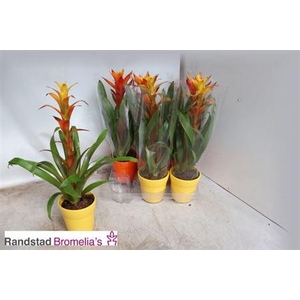 Guzm Gem In Keramiek Pot