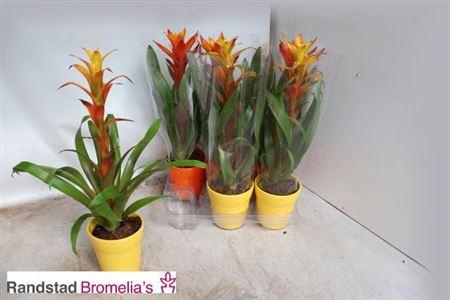 <h4>Guzm Gem In Keramiek Pot</h4>