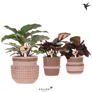 Kolibri Greens Calathea mix in Ethnic pot sand mix