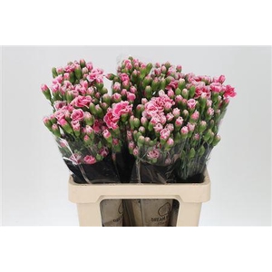 Di Tr Cherry Tessino