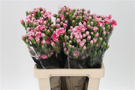 <h4>Di Tr Cherry Tessino</h4>