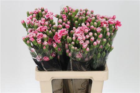 <h4>Di Tr Cherry Tessino</h4>