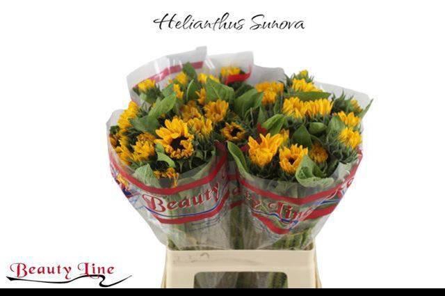 <h4>Heli Sunova</h4>